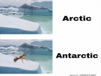 Wo die Anten auf Antarktis treffen