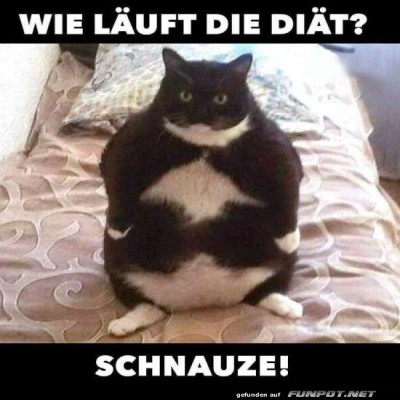 Wenn-der-Di&auml;tplan-zum-Kratzbaum-wird!.jpg von Leif
