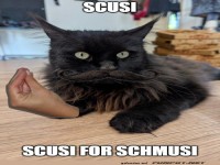 Scusi, ich bin der Katzenmafia-Boss!