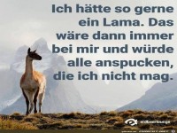 Haette so gern ein Lama