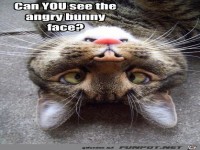 Siehst du das w�tende Hasengesicht