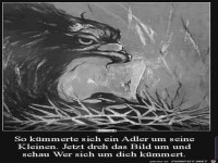 so kuemmert sich ein Adler