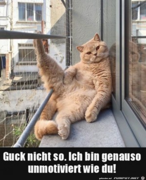 Unmotivierte-Katze.jpg auf www.funpot.net