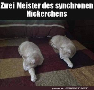 Synchrones-Nickerchen.jpg auf www.funpot.net