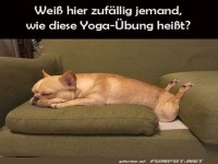 Hund schlft im Zen-Modus auf Sofa