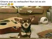 Vom Rockstar zum Hundestar!