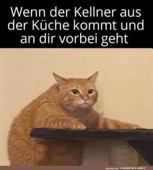 Wartender-Stubentiger:-Vorfreude-pur!.jpg auf www.funpot.net