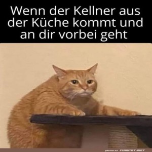 fun-Bild: Wartender Stubentiger: Vorfreude pur!