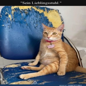 Wenn-Katzenst�hle-Geschichten-erz�hlen-k�nnten.jpg von Lucie37