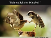 Streit bei Familie Spatz!