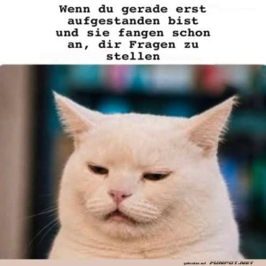 fun-Bild: Morgenmuffel-Katze wider Willen