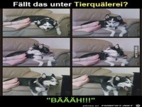 Tierqu�lerei