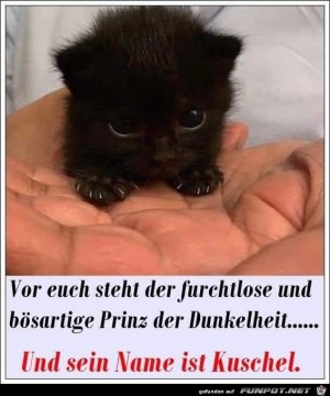 Gef�hrliche-Katze.jpg auf www.funpot.net