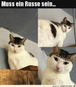 Russische-Katze.jpg auf www.funpot.net