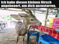 Ein neugieriges Reh im Restaurant