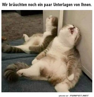 Katzen-im-B�rokratentraum.jpg auf www.funpot.net