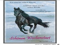 an einem edlen Pferd