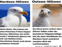 Die M�wen