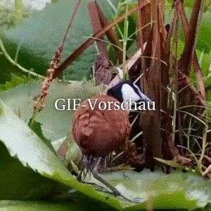 Gut versteckt