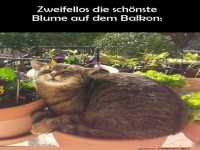 Katze geniet die Sonne auf dem Balkon