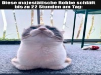 Die ruhmreiche Robben-Transformation