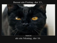 Freitag der 13.: Katze wei� Bescheid!