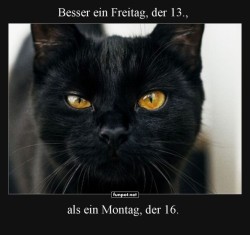 Freitag-der-13.:-Katze-wei�-Bescheid!.jpg auf www.funpot.net