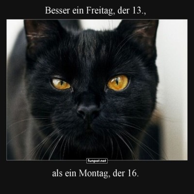 Freitag-der-13.:-Katze-wei&szlig;-Bescheid!.jpg von Lucie37