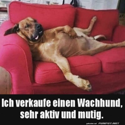 Klasse-Wachhund.jpg von Justus2002