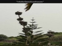 Vogel-WG: Der neue Mehrfamilienbaum!