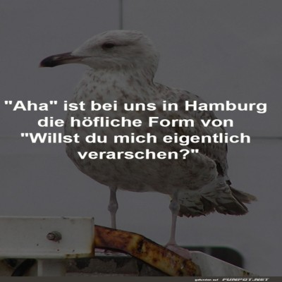 Hamburgs-Höflichkeitslevel:-Möwenmeinung!.jpg von Queen40