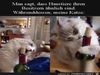 Dem Besitzer ähnlich