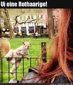 �berraschtes-Eichh�rnchen.jpg auf www.funpot.net