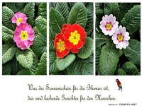 Was der Sonnenschein 2