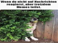 Hund versteckt sich hinter Busch mit lustigem Meme