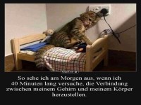 M�de Katze im Bett