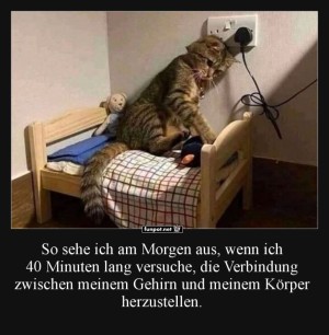 Mde-Katze-im-Bett.jpg auf www.funpot.net