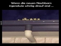 Mit den Frschen auf dem Dach