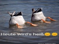 Enten-Wellness: Abtauchen gegen die Hitze!