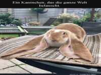 Kaninchen mit XXL-Ohren auf Lauschtour