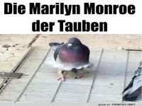 Federmode auf dem Taubencatwalk!