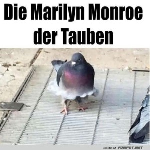Federmode-auf-dem-Taubencatwalk!.jpg von Nele68