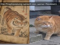 Der Tiger, der zum Stubentiger wurde