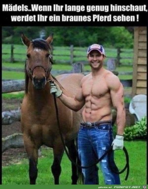 Man-sieht-ein-braunes-Pferd.jpg auf www.funpot.net