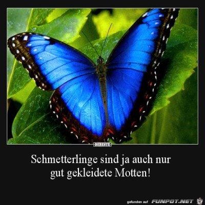 Schmetterlinge.jpg von Keule56