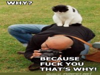 Katze sitzt auf Fotografen f�r perfekte Aufnahme