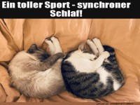 Synchroner Schlaf: Perfektion in Katzenform