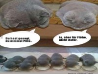 Wenn die Pillen falsch laufen