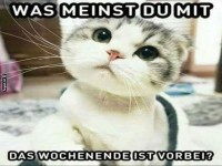 Wenn die Katze den Montagsblues sprt