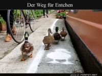 Vorfahrt f�r Quak-Profis!